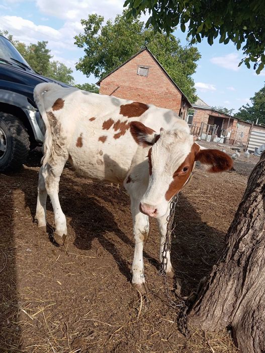 Продам теличку вік 7 місяців Кіровоградська область