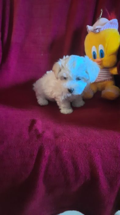 Śliczna suczka maltańczyk