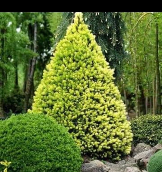 Ялинки, коніка, Дейзі вайт, піхта корейська