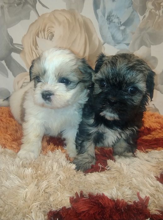 Sprzedam suczkę Shih TZU
