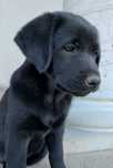 Suczka Labrador czarna.