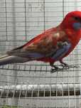 Varias aves disponiveis .