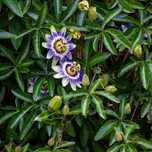 Passiflora męczennica błękitna