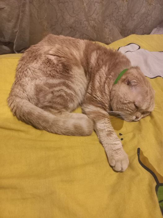 Чудовий котик шукае дівчинку   на в'язку