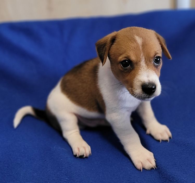 Jack Russell Terrier Szczeniak Śliczny Zaprasza