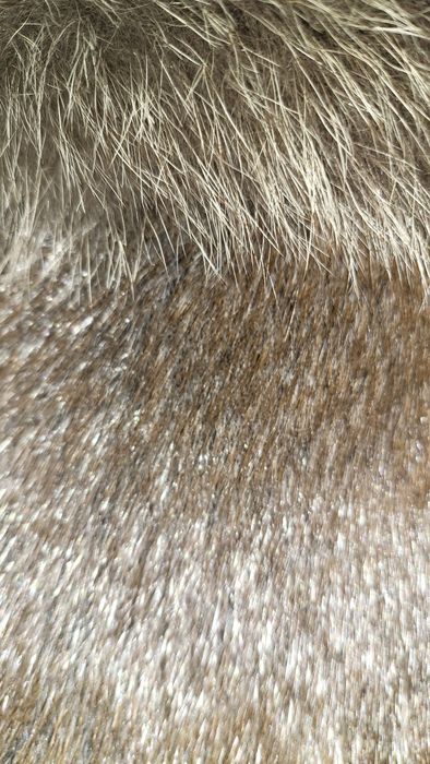 Casaco Lontra autêntico com gola de raposa , tamanho SM