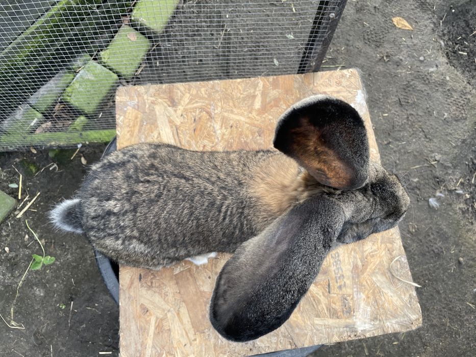 Olbrzym Belgijski Szary SAMIEC