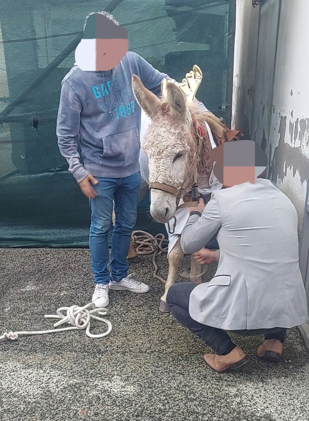 Burro macho 5 snos com chip