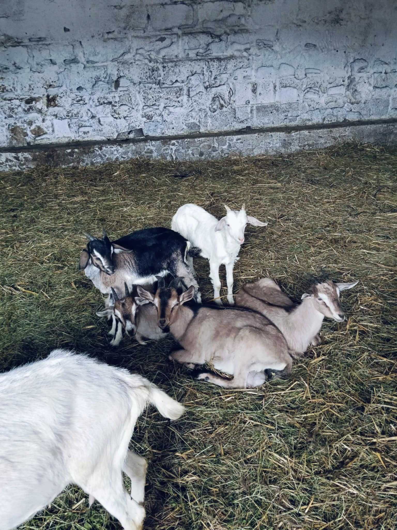 koziołki i kózki po mlecznych kozach