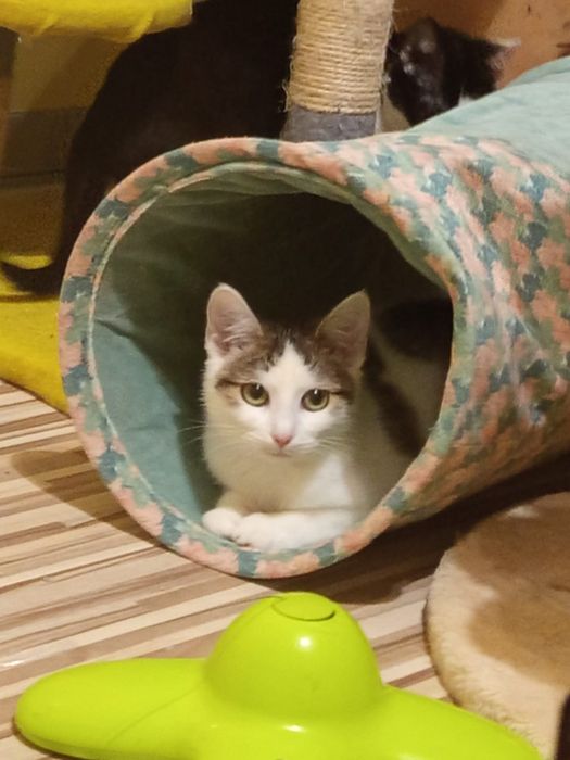 3 miesięczna kotka szuka domu niewychodzącego