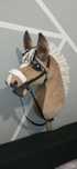 Hobby Horse a4 fiord koń na kiju + Gratis