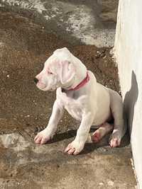 Vendo dogo argentino