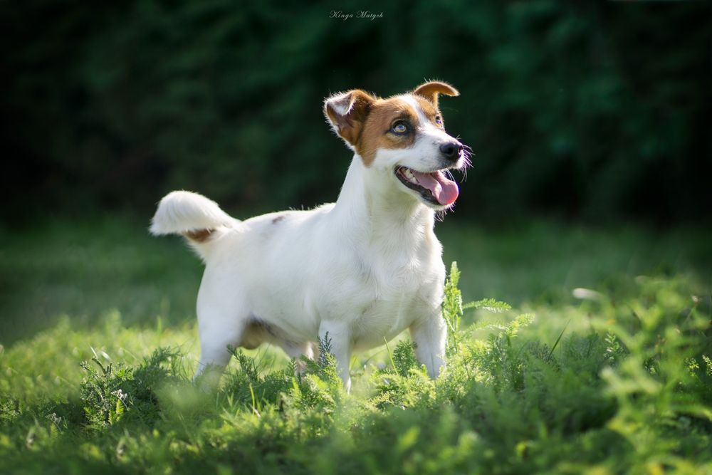 Suczka Jack Russell terrier nr 2/badania genetyczne/wyprawka