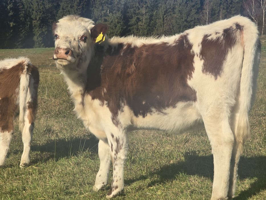 Sprzedam piękne  jałówki