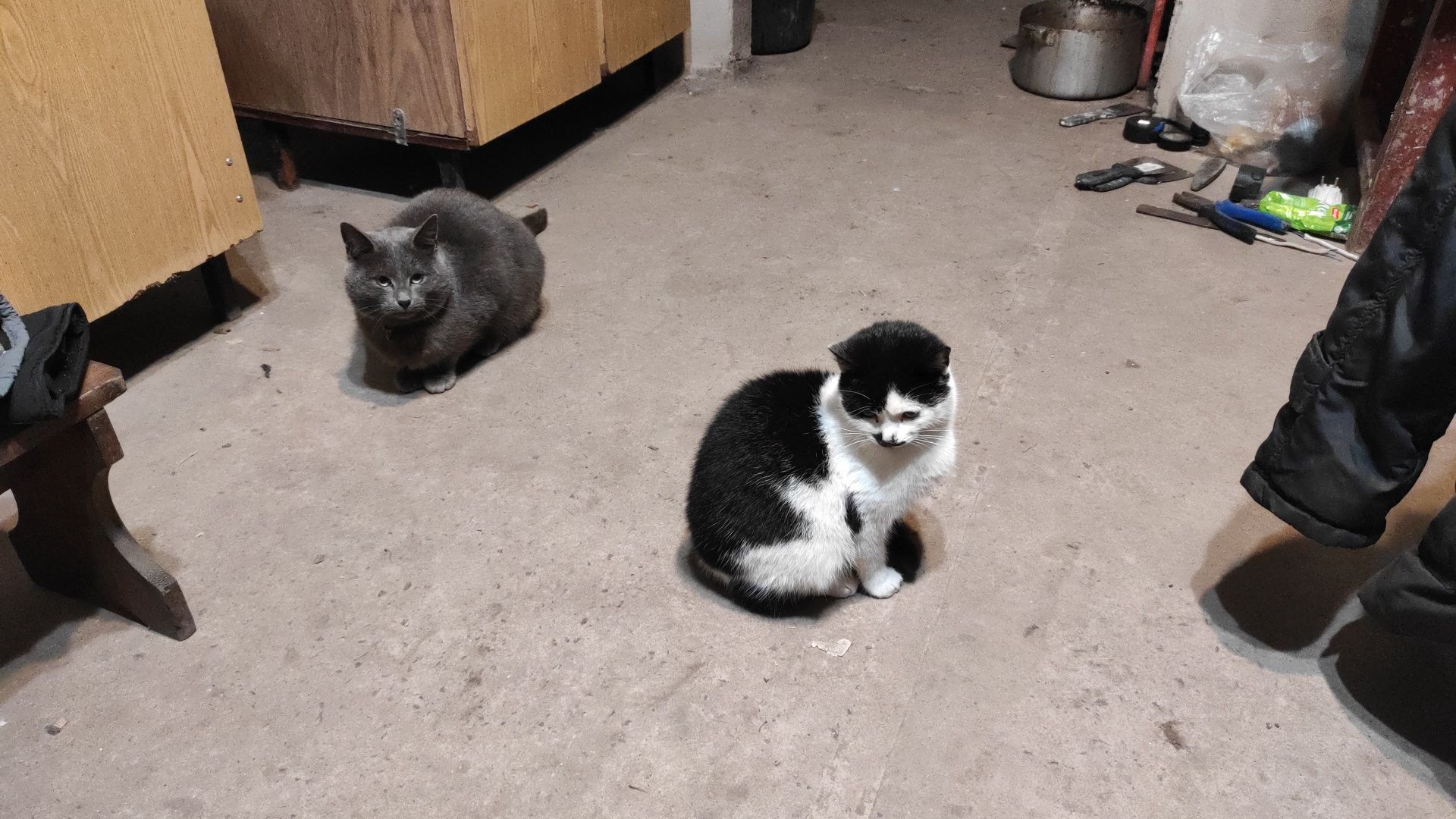 Киця, кошеня ,котик
