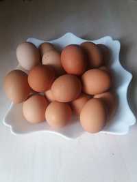 Яйца куриные Домашние