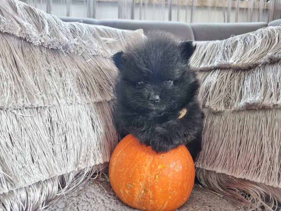 Typ Misia Pomeranian BLACK szpic miniaturowy. Typ misia gęste umaszcze