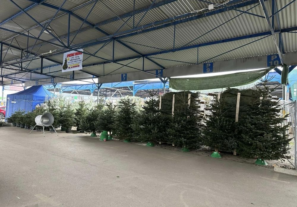 Jodła Kaukaska Choinka/Choinki Importer HURT/DETAL