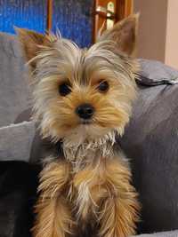 Yorkshire terrier suczka