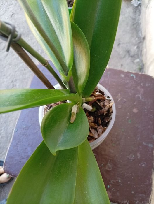 Продам орхідеї срочно