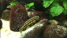 Ciclideos Tanganyika  julidochromis kipili, julis adultas