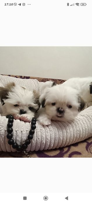 Хлопчики Ши-тцу. Забілені,чистокровні.Mini.