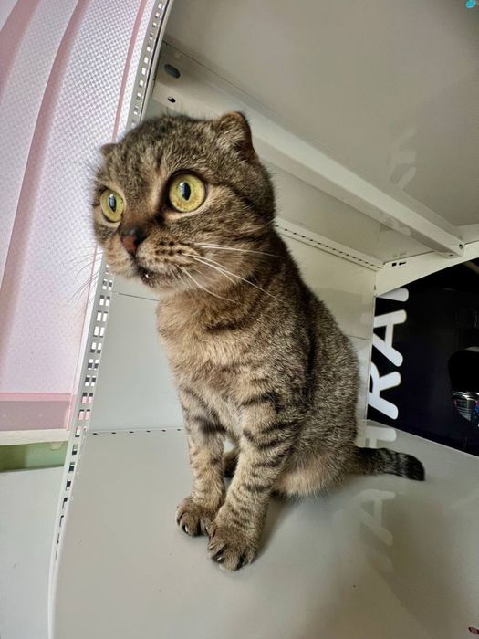 Котята в хорошие руки