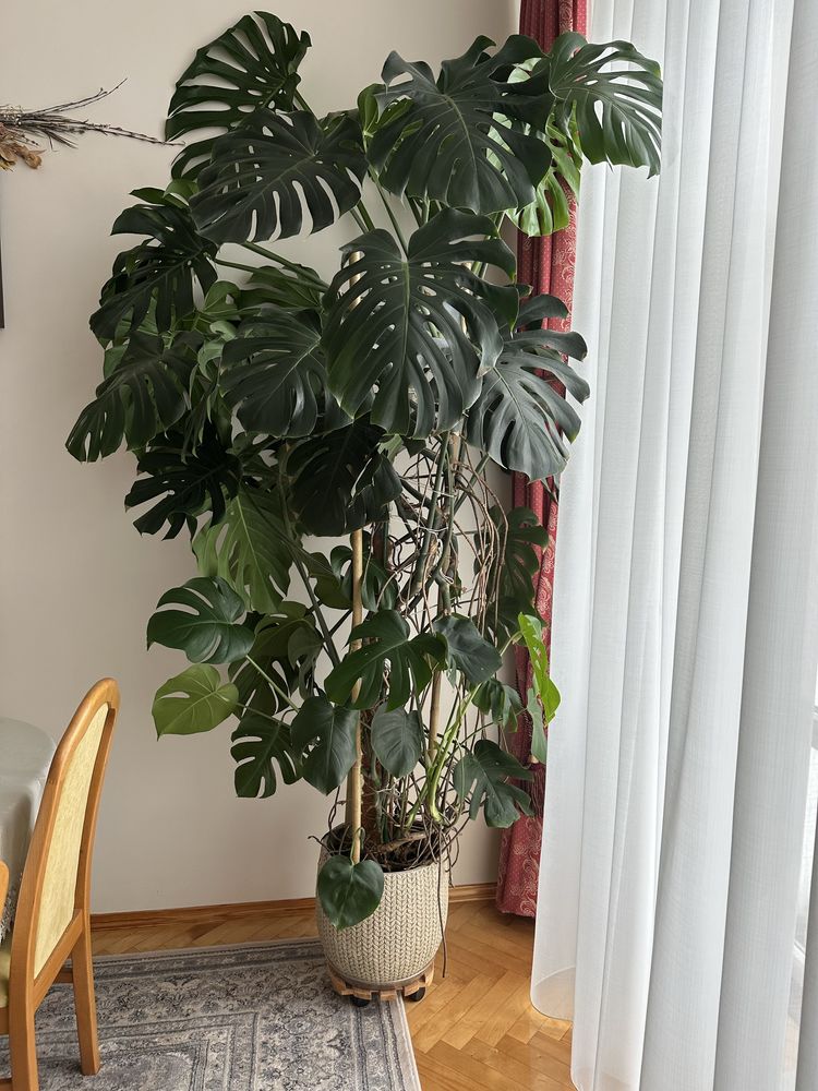 Bardzo duża monstera deliciosa XXL - 2,5 metry wysok