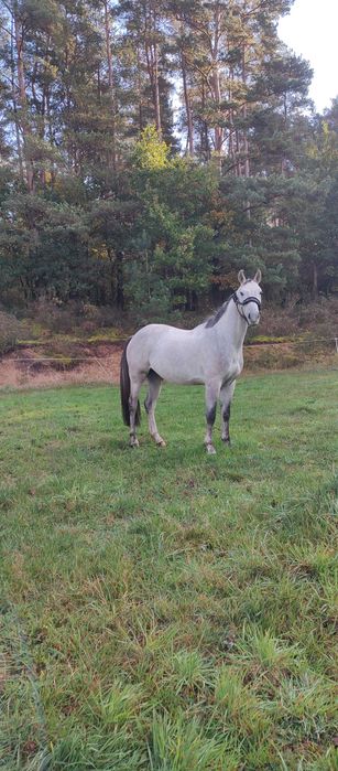 Piękny wałach do wysokiego sportu