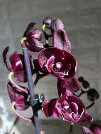 Орхідея , фаленопсис