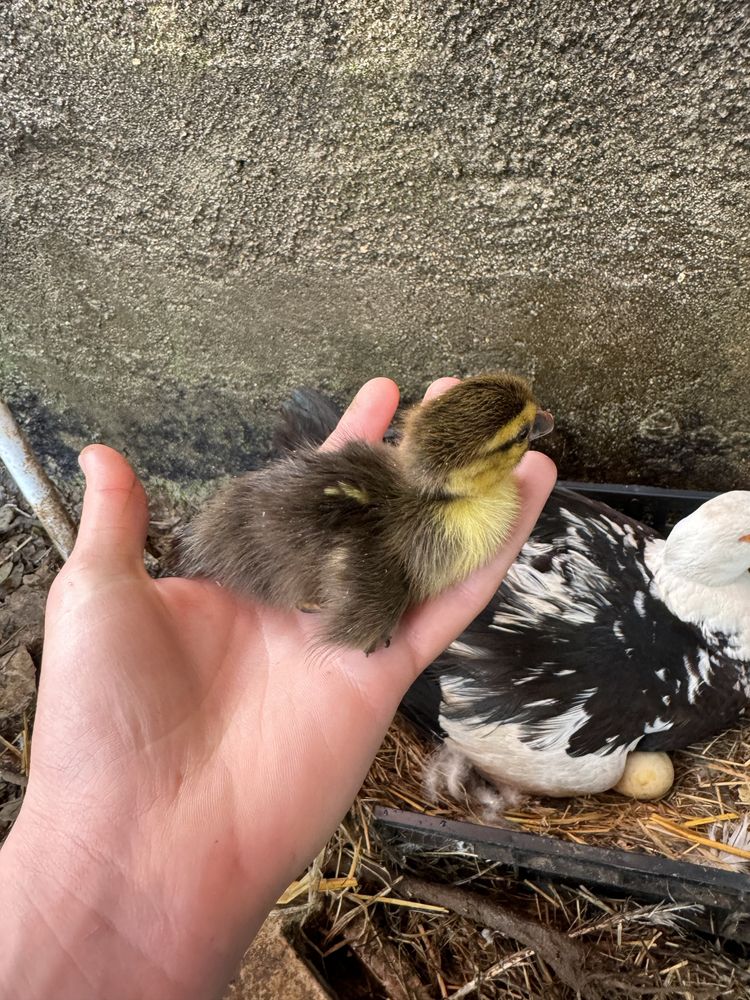pato mudo ( cairina moschata)