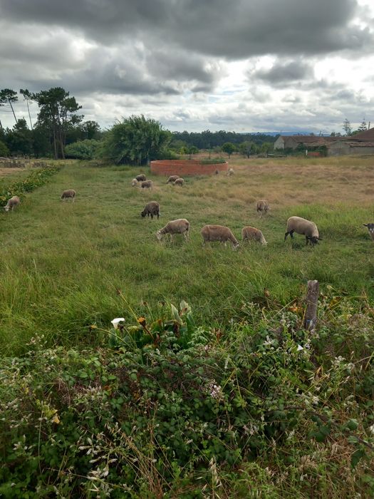 Ótimo Terreno em Cabeça Alta Montemor o velho  com 3.198,80m2