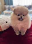 Szpic Miniaturowy Typ Boo