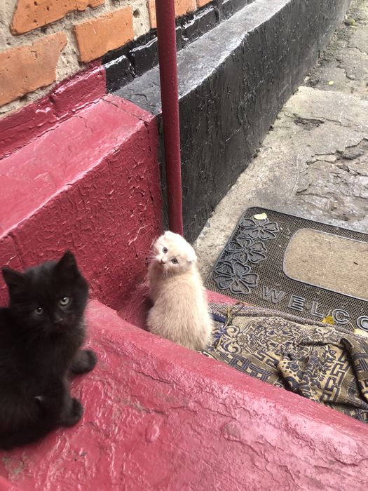 Продам кота залишилось тільки чорне