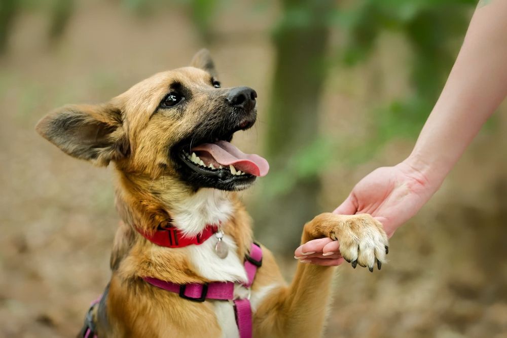 STITCH, roczny psiak w schronisku, adoptuj