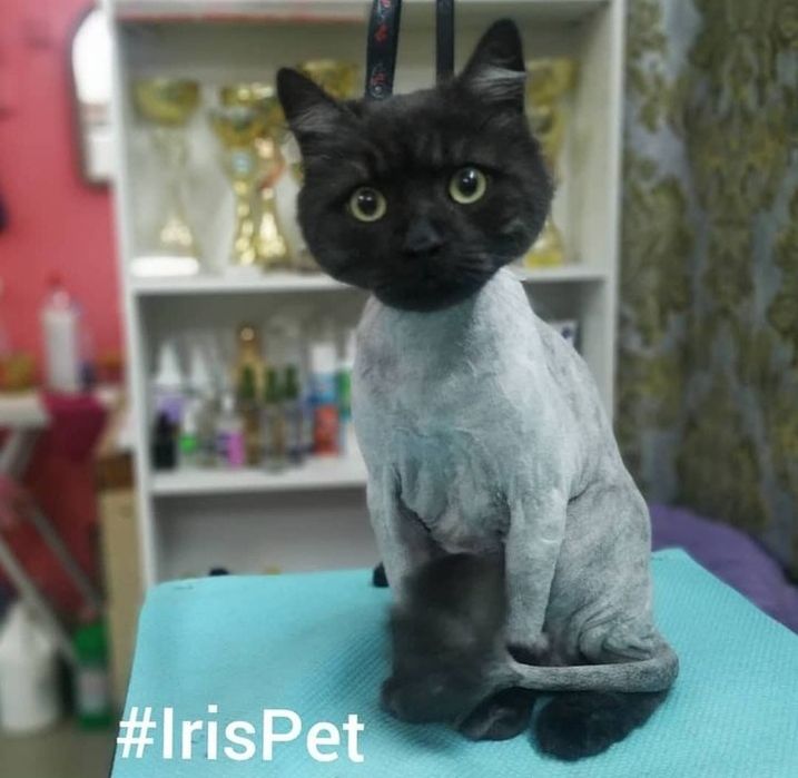 Стрижка кошек Харьков