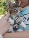 Кошенята в добрі руки