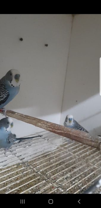 Piriquitos portadores Dun fallow