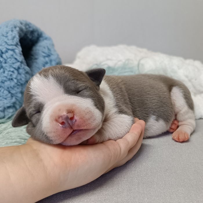 Nautilus хлопчик блакитний з білим,КСУ