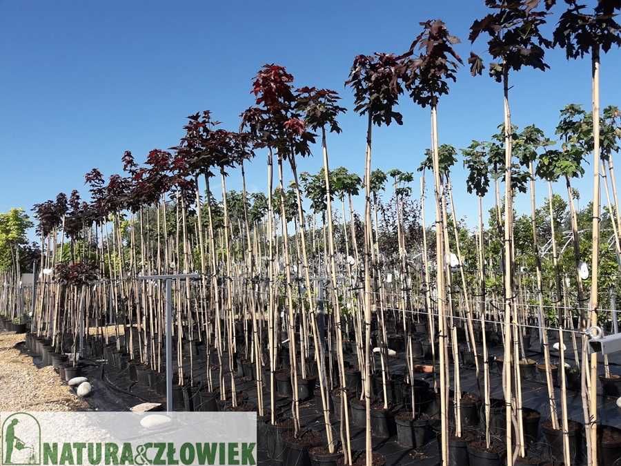 Thuja Aureospicata 80cm BRABANT 70 Szmaragd 65cm PRODUCENT Śląsk Tuja