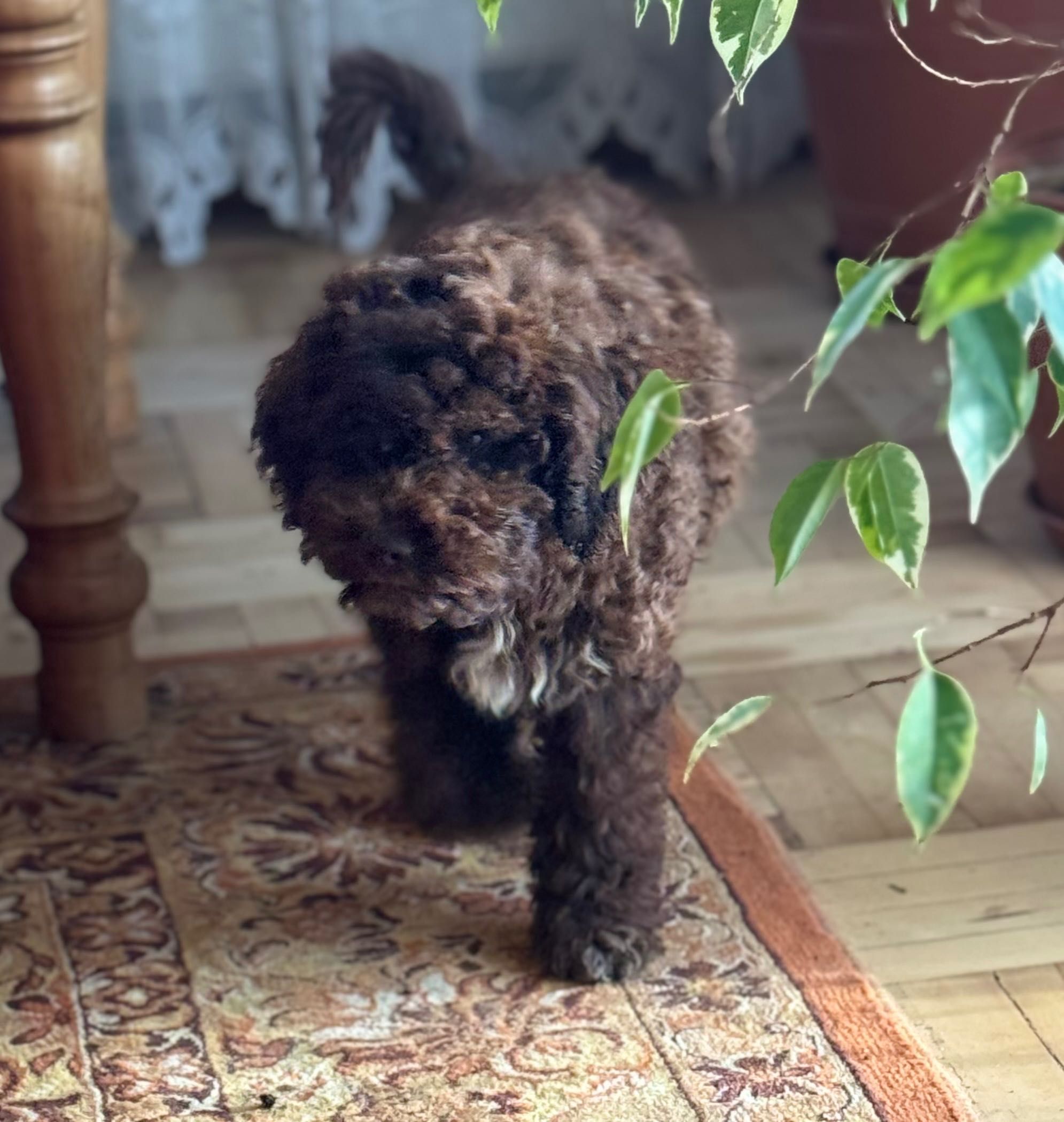 Lagotto Romagnolo FCI