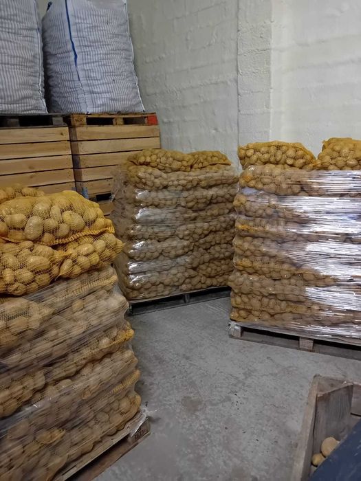 Ziemniaki jadalne soraya