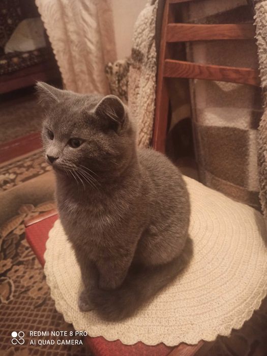 Отдам котиков в добрые руки