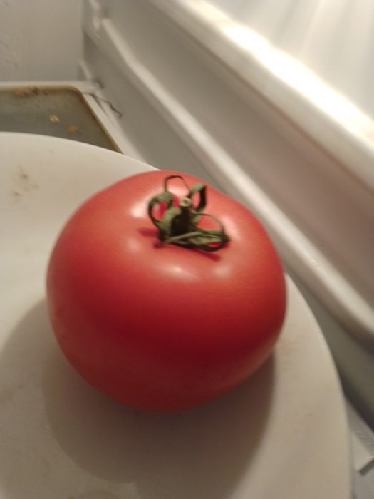 Café Solo-Miguel Pires Cabral-edicao de autorC/ded-8E-Tomate3E Desde2E