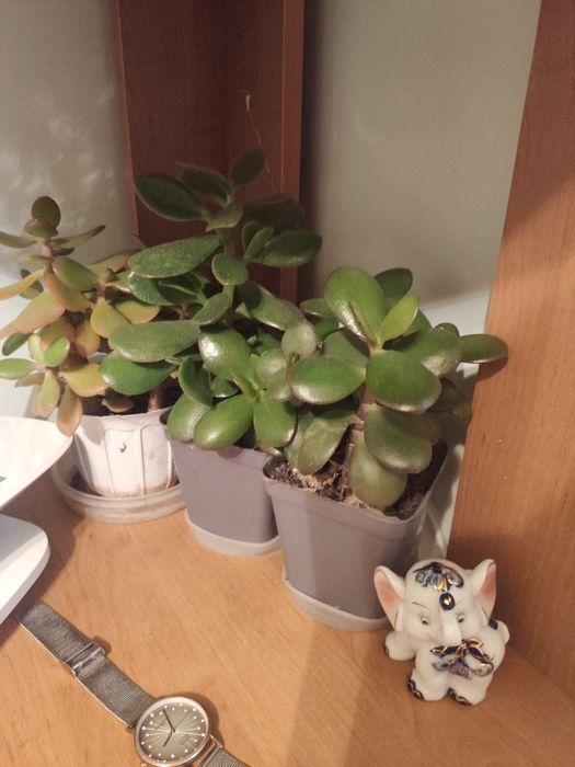 Грошове дерево рослина