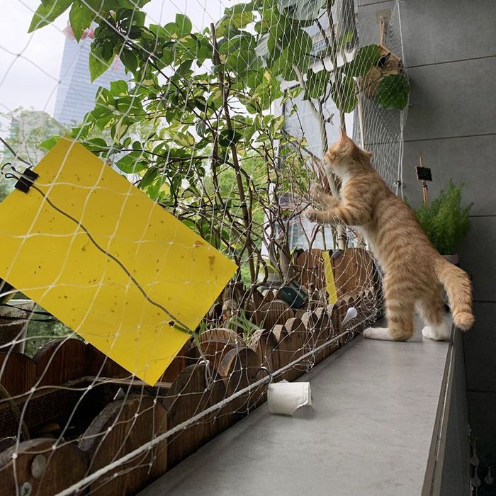 Siatka dla kota, profesjonalna, wzmocniona, na wymiar,