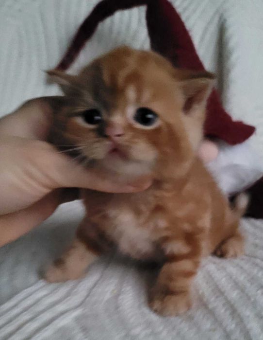 Ошатний червоний хлопчик з милою мордуленцією. Киянин