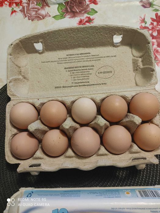 Wiejskie, świeże jajka