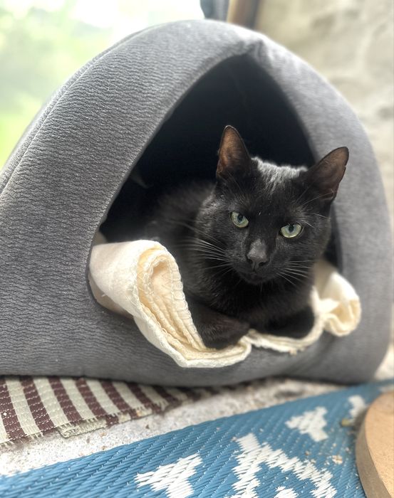 Koty z serca Kaszub polecają się do adopcji!