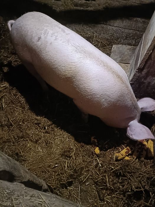 Продам свиню, живою вагою або ж можна і тушу